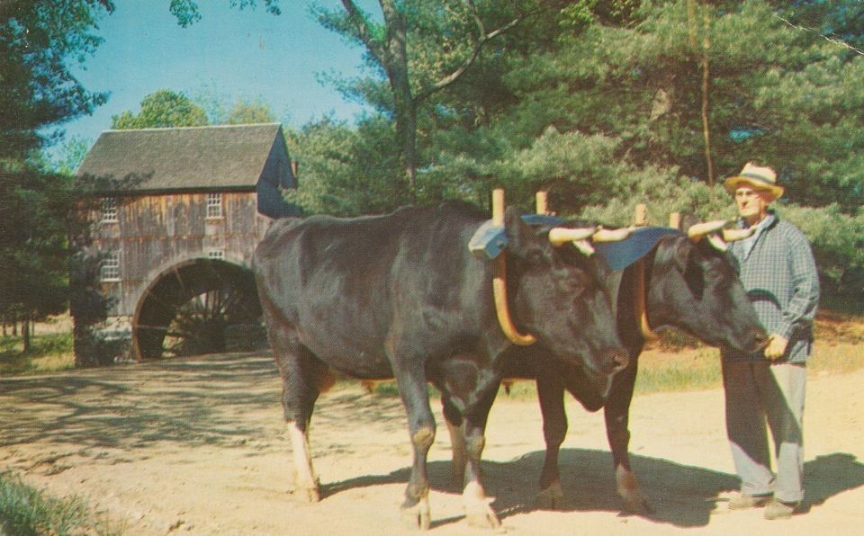 YOKE OF HOLSTEIN OXEN AT OLD STURBRIDGE VILLAGE, WIGHT GRIST MILL 