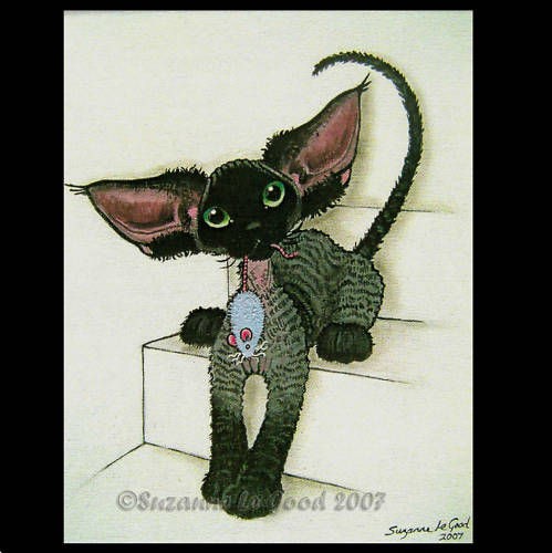 LARGE UNMOUNTED LTD EDITION DEVON REX CAT KITTEN PAINTING PRINT 