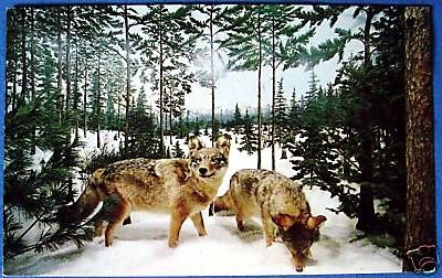 Timber Wolves Call Of Wild Museum Gaylord Michigan Postcard