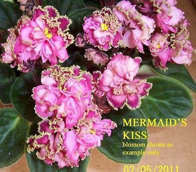 african violet mermaid s kiss pair of leaves time left