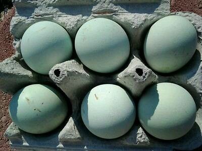 Newly listed 5+ EXTRAS, CREAM LEGBAR hatching eggs **VERY RARE**