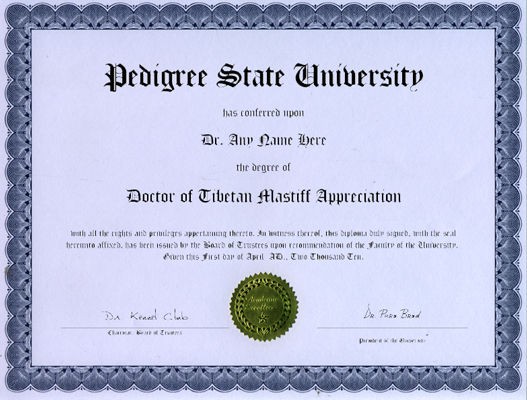 doctor tibetan mastiff diploma dog puppy lover 