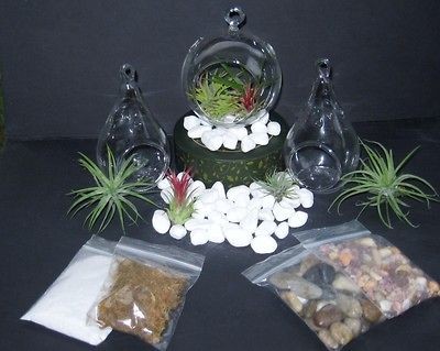 Hanging Glass Orb Terrarium Garden w/Tillandsias Kit   SALE