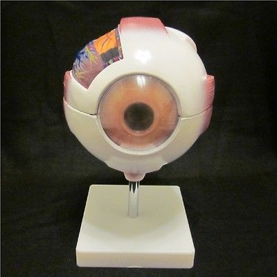 giant 7 part human eye anatomical anatomy model new time