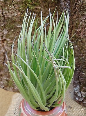 large tillandsia montana thick leaf air plants 