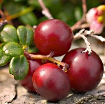 British Columbia Cranberry Plant  30 SEEDS  HighYielding Cranberries