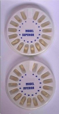 typodental typodont replacement teeth  30 00 0