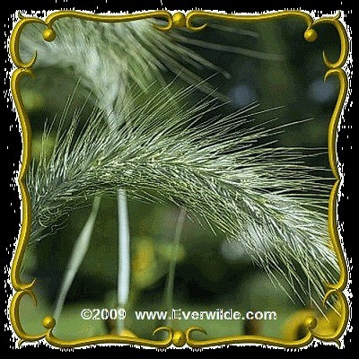 oz canada wild rye bulk wild grass seeds time