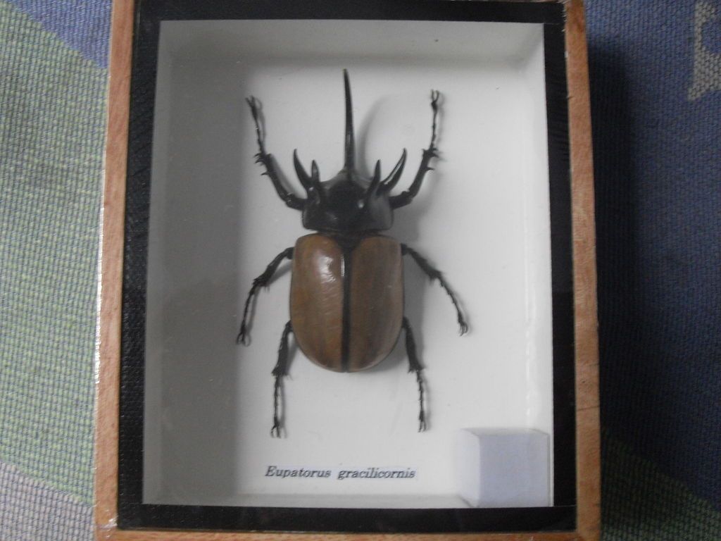 EUPATORUS GRACILICORNIS 5 RHINO HORN BEETLE TAXIDERMY BIG BUG