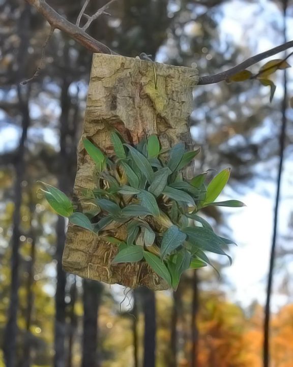 Mounted Orchid Dendrobium Kingianum 104 Cold Tolerant Fragrant Species 