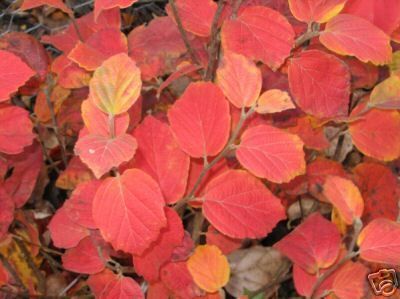 Large Fothergilla MT Airy Bottlebrush Long Flowering