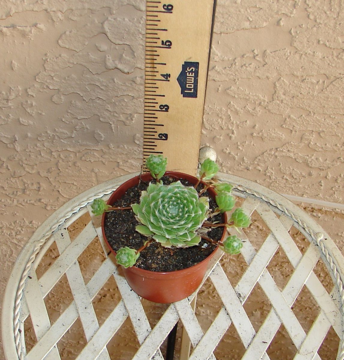 Sempervivum Arachnoideum Sparkle in 3 Pot Hen Chicks Succulent