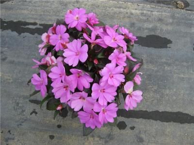 live plant plugs sunpatiens vigorous lavender