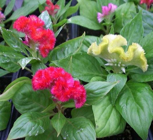 details celosia amigo dwarf cockscomb mixed colors celosia cristata 