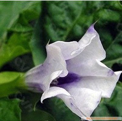 New 20 Angels Trumpet Datura Flower Seeds Annual