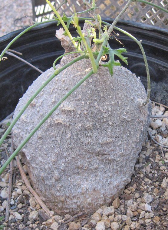 Care tips for our caudiciform plants can be found at fat plants.