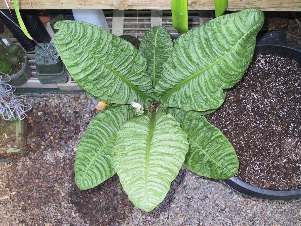 ANTHURIUM REFLEXINERVIUM, Fantastic Birdsnest Species, VERY RARE Aroid 