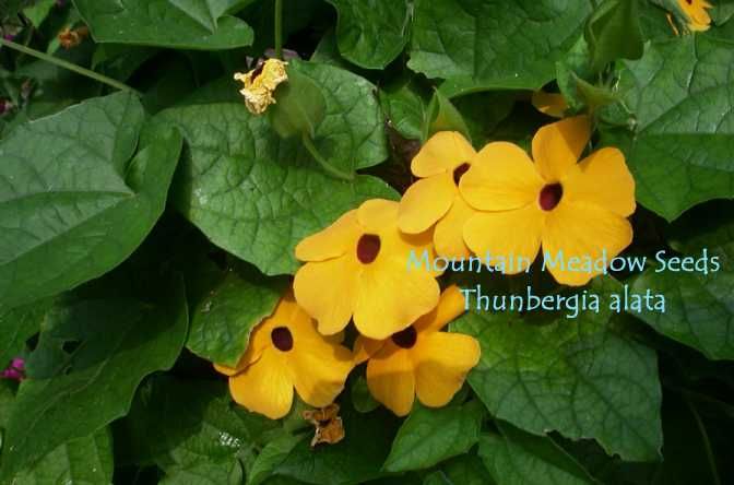 Thunbergia Alata Black Eyed Susan Vine 15 Garden Seeds