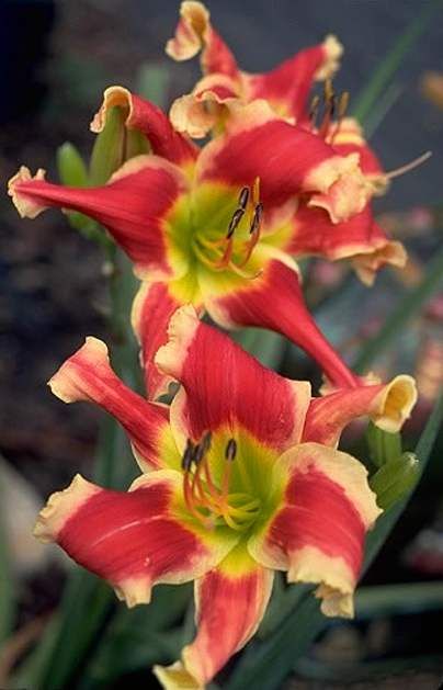 Happy Apache DF L3I Hanson D 2000 DAYLILY