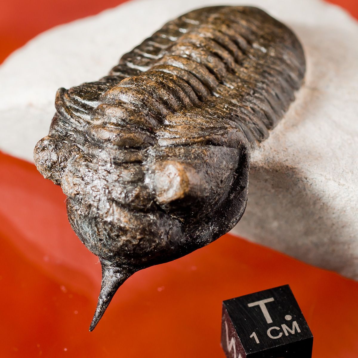 FLYING Morroconites malladoides Spiny Trilobite Morocco Fossil Museum 