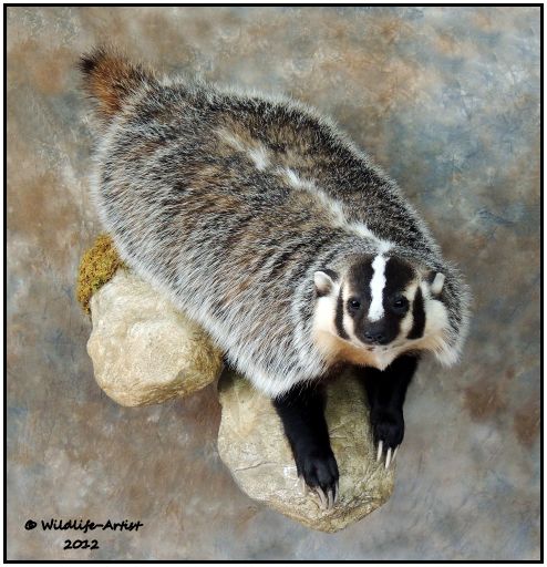 Badger Taxidermy New Mount Fur Hunting Cabin Lynx Fox Coyote by 