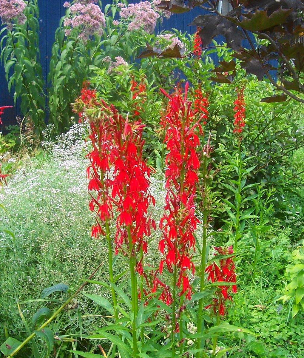 SALE 25 Seeds CARDINAL FLOWER Organic  special