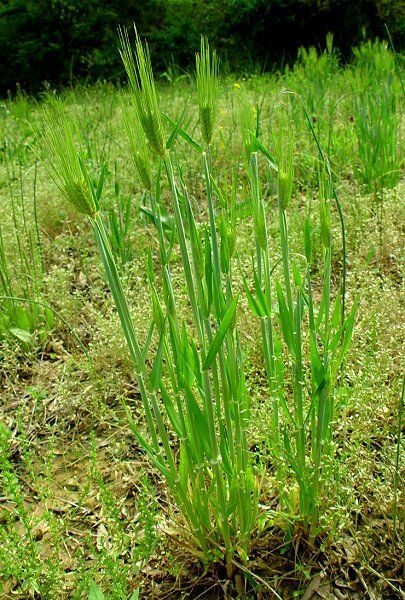 Barley Seeds Hordeum Vulgae 300 Seeds Anatolian RARE Seeds