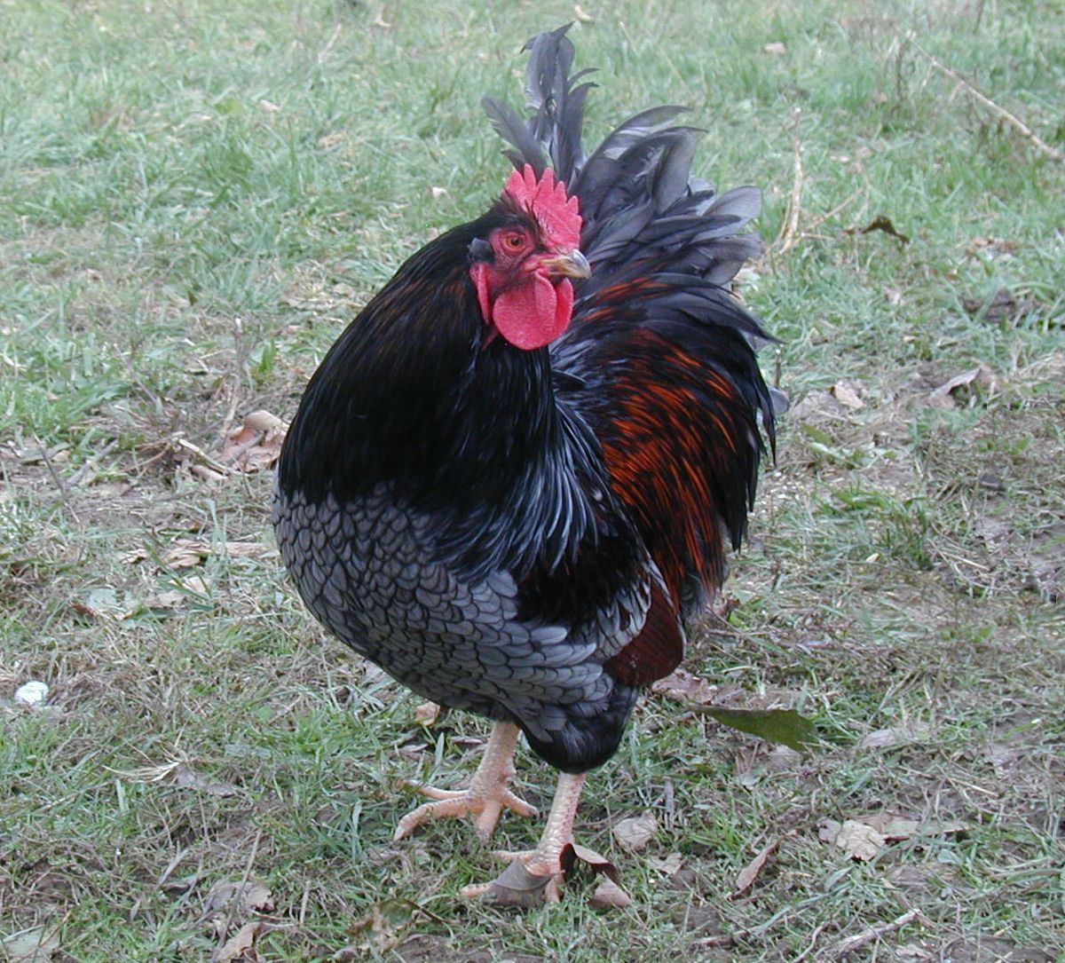 Very RARE Blue Double Laced Barnevelder Hatching Eggs