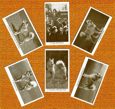 finnish spitz named set of 6 dog photo trade cards