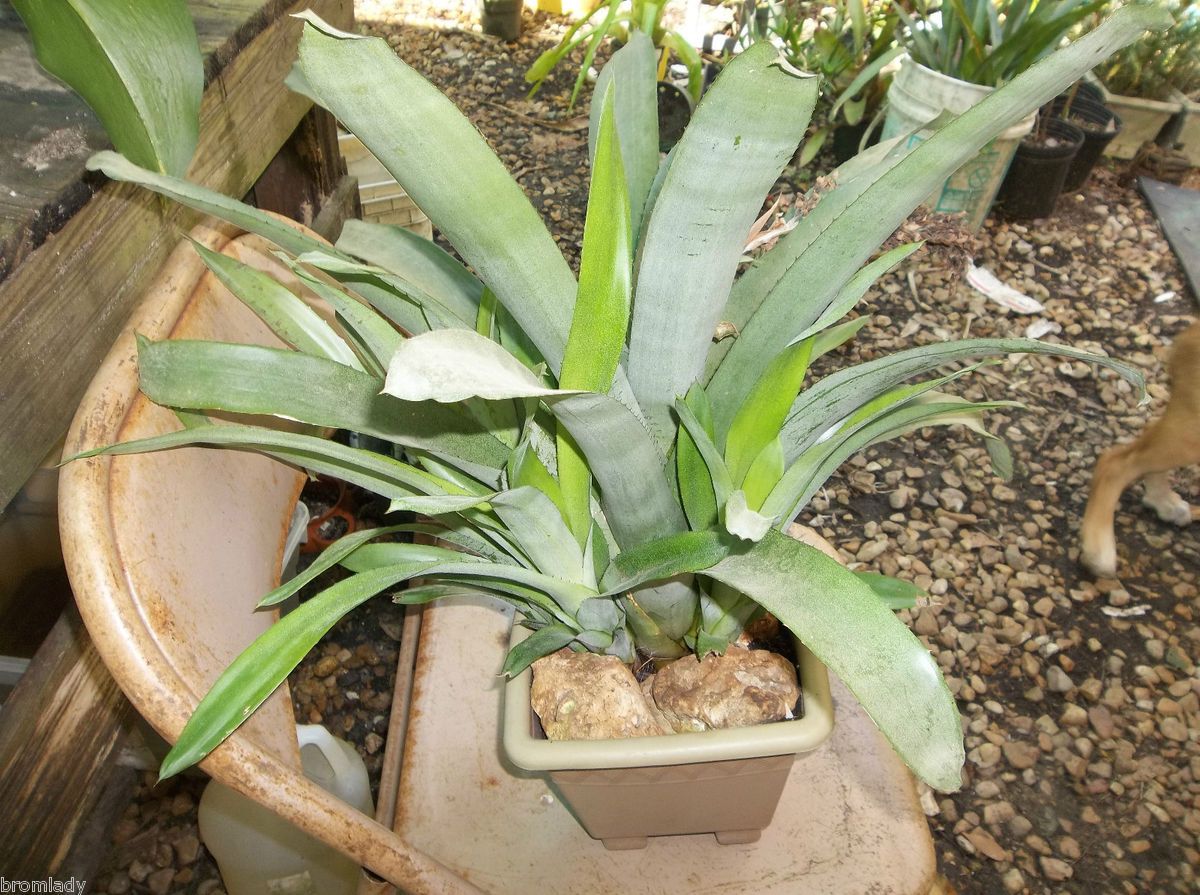 Bromeliads R US Neoregelia Aechmea Ramosa Large Plant