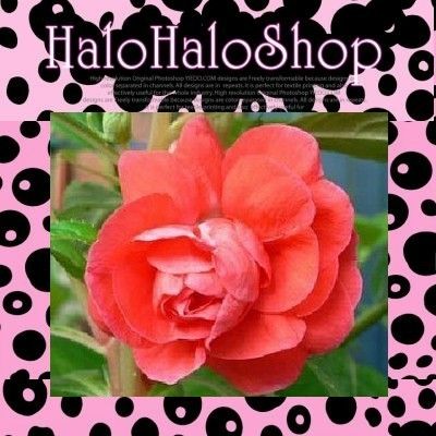 B1076 Impatiens Balsaminared Balsam Camelia Red 150 Flower Bulk Seeds 