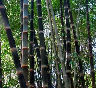 BLACK ASPER BAMBOO (Dendrocalamus asper) 10 seeds