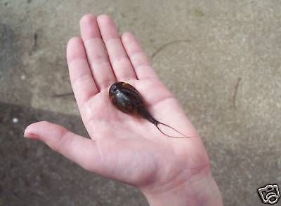 the king of triops t cancriformis grows 4 5 inches