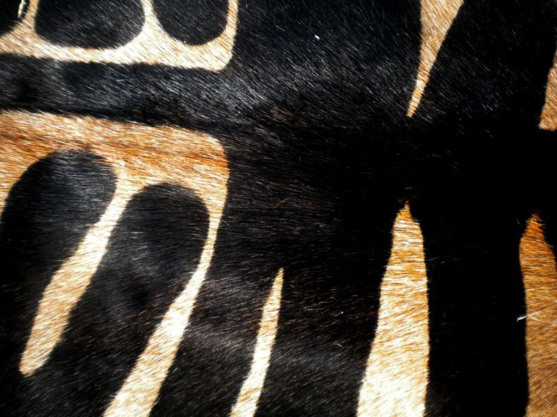 Zebra Print Printed Cowhide Skin Rug Cow Hide DC3539B