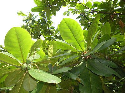 Thailand ALMOND CATAPPA 10 LEAVES Indian conditioner shrimps aquarium