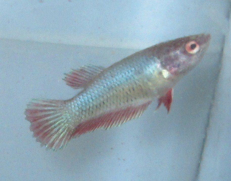 Halfmoon Female Betta Live Freshwater Aquarium Fish