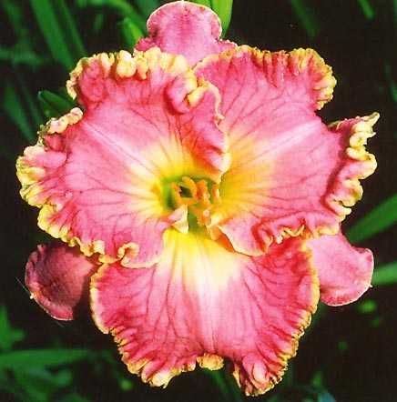 DAYLILY How Sweet It Is SF B13A Carr 2004