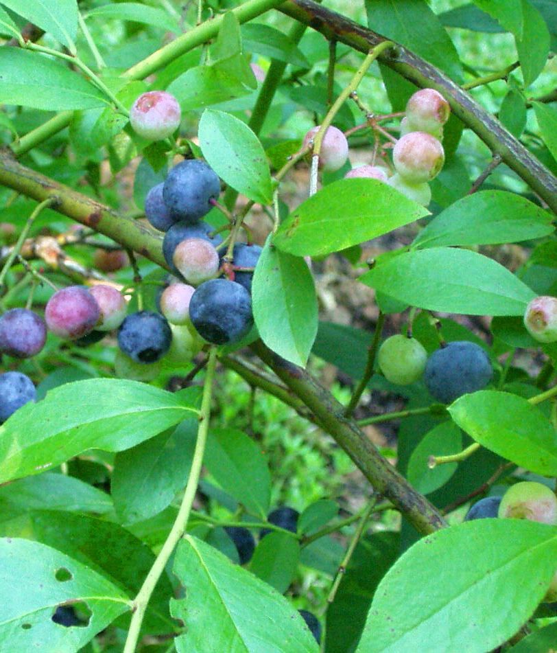 premier blueberry vaccinium ashei premier