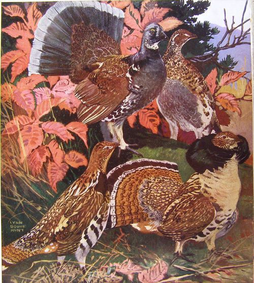 Vintage 1917 Lynn Bogue Hunt Dusky or Ruffed Grouse