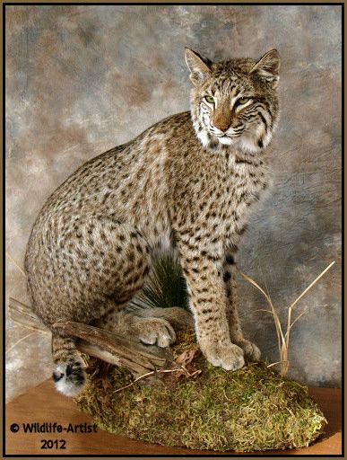 Bobcat Taxidermy New Mount Fur Hunting Cabin Lynx Fox Coyote by 