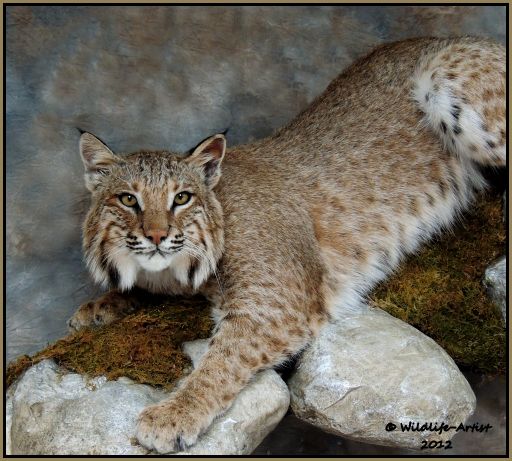 Bobcat Taxidermy New Mount Fur Hunting Cabin Lynx Fox Coyote by 