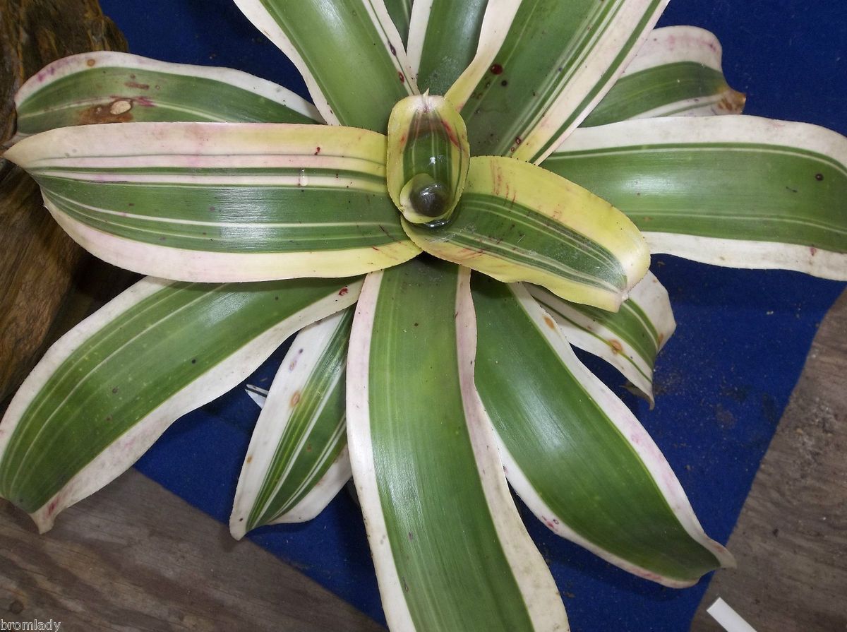 Bromeliads R US Neoregelia Monet Almost Mature Just Starting to Flush 