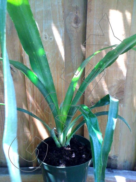 Exotic Bromeliad Billbergia Two 2 Varieties Blooming Size