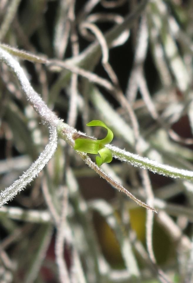   growing in gardens whereits ease of care makes it a welcome addition