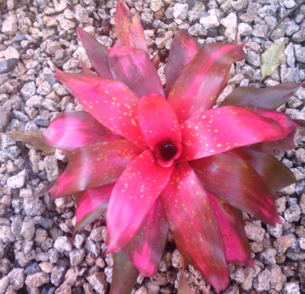 BROMELIAD NEOREGELIA MONET LIVE PLANT TROPICAL