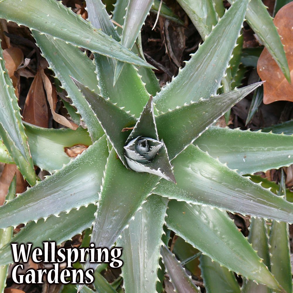 Dyckia San Juan Live Plant Hardy Bromeliad