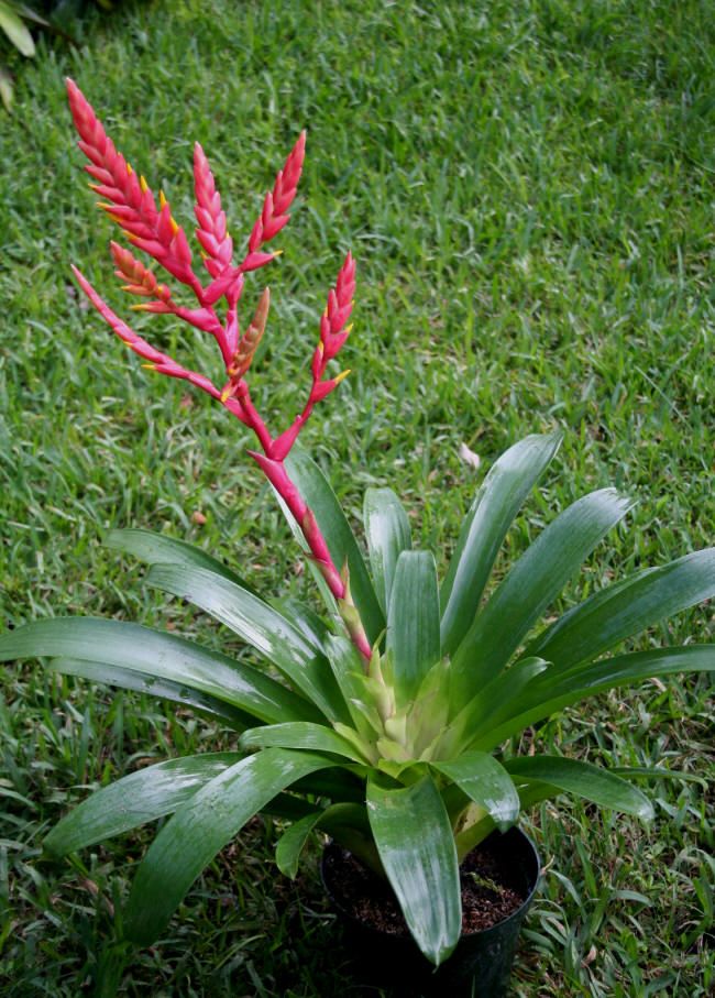 Bromeliad Vriecantarea Inferno Blooms Fire