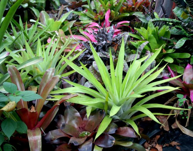 Bromeliad Tillandsia Oerstediana at Last