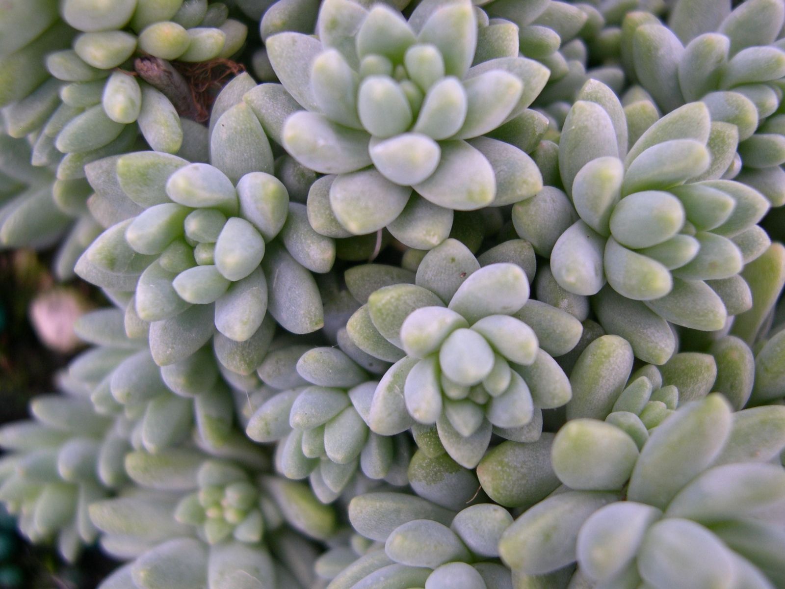 Burros Tail Sedum Cutting Donkey Morganianum Succulent Starter