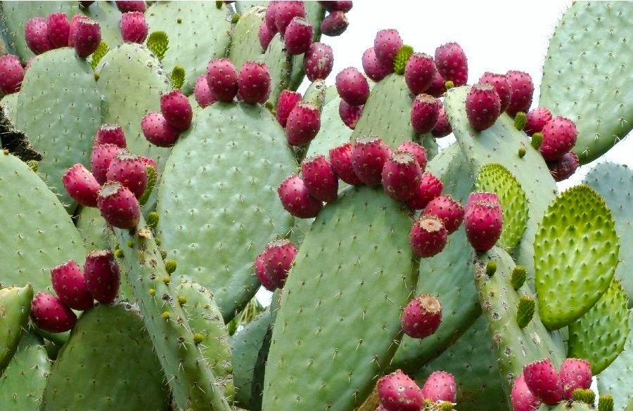   Indica 20 Seeds Nopal Edible Cactus for Nopalea Nopalina Juice